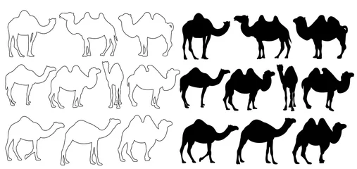 Foto op Plexiglas silhouette of a camel on a white background, set © Dzmitry