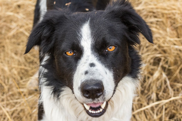 Border collie outdoors looking at camera close up