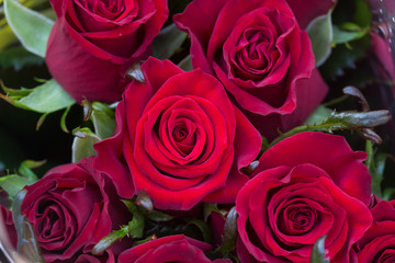 Rose bush. Flower cultivation in greenhouses. A hothouse with roses. Flowers plants in greenhouse.
