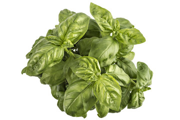 Seedlings of fresh green basil herb leaves in a pot, isolated on white background. Ocimum basilicum. Closeup