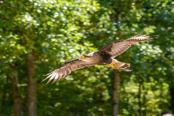 Caracara Huppé