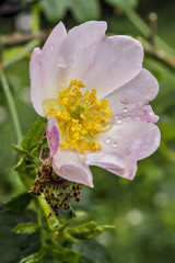 The flower of dog rose, wild rose (Rosa canina) with green leaves in the natural environment. Rosa acicularis