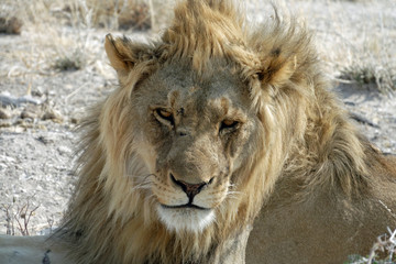 Portrait of a young male lion (Panthera leo) in Etosha National Park, Namibia, Africa