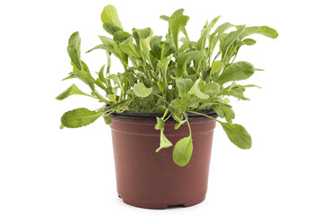 Naklejka premium Seedlings of fresh green arugula (Eruca vesicaria) leaves in a pot, isolated on white background. Green eco life diet