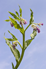 Healthy Comfrey flowers with leaves (Symphytum officinale) in the natural environment. Comfrey is used in organic medicine.