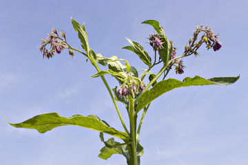 Healthy Comfrey flowers with leaves (Symphytum officinale) in the natural environment. Comfrey is used in organic medicine.
