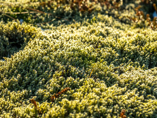 Small plants on ground in Iceland winter