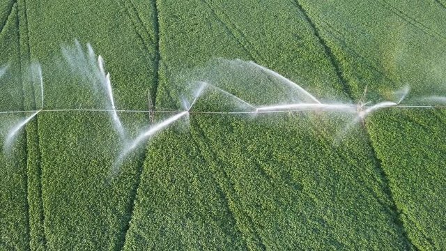 4K  Aerial. Irrigation  agricultural system . Streams of water over green plants. Harvest team