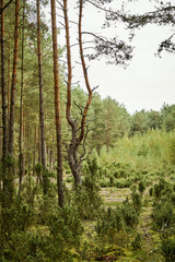tall trees in a beautiful green pine forest in the summer