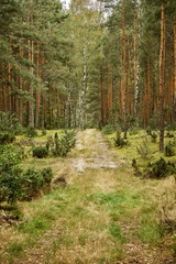Fototapeta premium sandy road in a beautiful green pine forest in the summer