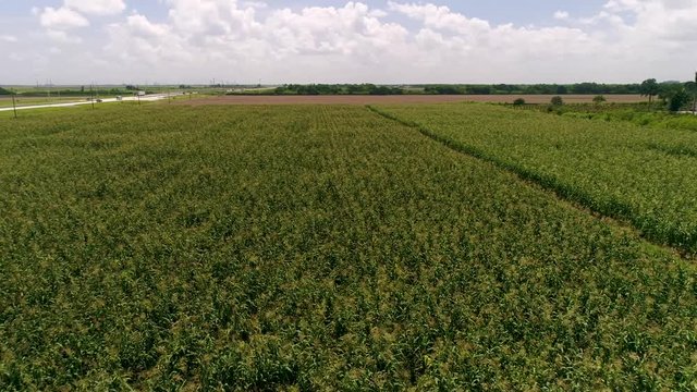 Aerial over agricultural fields with crops