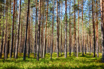 Fototapeta premium Summer fir forest in Norway