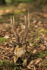 A result of a walk in nature