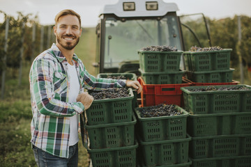 Grape harvest