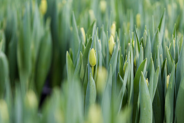 Tulip. Beautiful bouquet of tulips. Colorful tulips. Flower plants cultivation in greenhouse