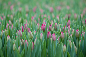 Tulip. Beautiful bouquet of tulips. Colorful tulips. Flower plants cultivation in greenhouse