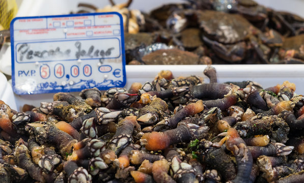 Percebe gallego fresco a la venta, pollicipes pollicipes. Mercado municipal de Santiago de Compostela, Galicia. Espa&ntilde;a.