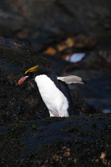 Cute Penguins Seals Sea Lions Elephant