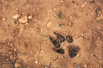 A trace of a wild animal on the ground of a cultivated field
