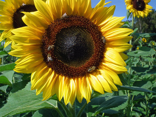 sonnenblume zeigt ihre sch&ouml;nheit