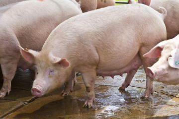 suinocultura leitão