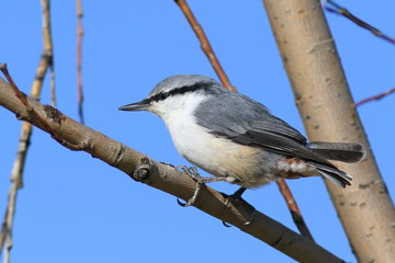 Sitta europaea asiatica. Bird Sunny day on a willow branch