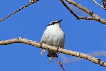 Sitta europaea asiatica. Nuthatch closeup on willow branch