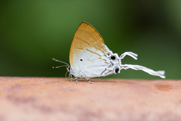 long-tailed butterfly Cheritra freja frigga