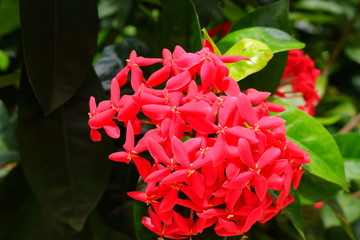 closeup picture of pink spike flowers or ixora