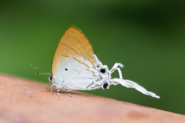 Fototapeta na wymiar long-tailed butterfly Cheritra freja frigga