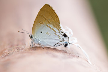 long-tailed butterfly Cheritra freja frigga