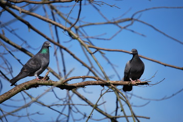 Pigeons on a branch, England