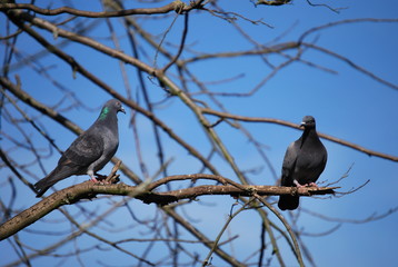 Pigeons on a branch, England