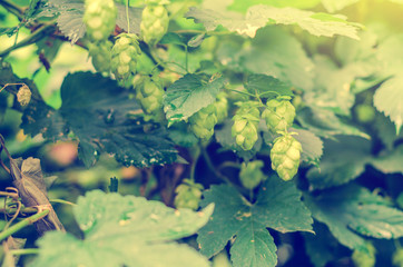 Hops, green cones and leaves. Natural green background