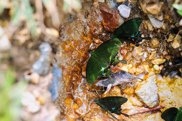 Black butterfly absorbing mineral