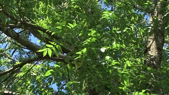 Die Gemeine Esche, Gew&ouml;hnliche Esche oder Hohe Esche (Fraxinus excelsior) im leichten Wind
