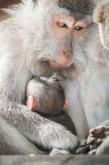 Obraz premium Balinese macague monkeys feeding her baby at Sacred Monkey Forest