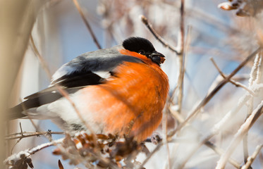 Eurasian bullfinch on tree branch. Cold winter. Tomsk, Russia.