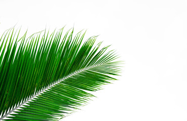 Obraz premium palm coconut leaf isolated on white background