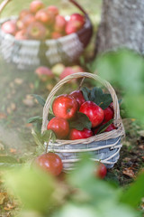 Apples in a basket. Apple harvest. Apple background