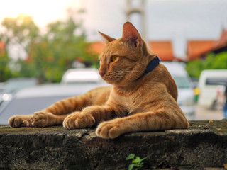 Yellow cat lying on the old wall.