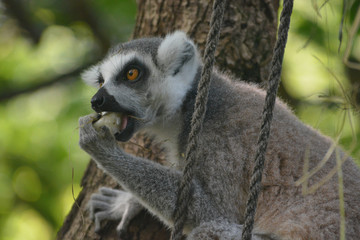 A monkey who is eating a potato