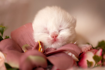 Neugeborenes Katzenbaby - Kitten- BKH weiß