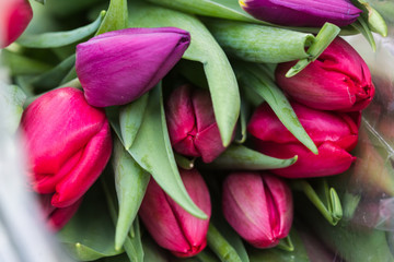 Tulip. Beautiful bouquet of tulips. Colorful tulips. Flower plants cultivation in greenhouse