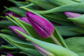 Tulip. Beautiful bouquet of tulips. Colorful tulips. Flower plants cultivation in greenhouse