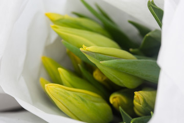 Tulip. Beautiful bouquet of tulips. Colorful tulips. Flower plants cultivation in greenhouse