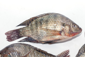 close up of Tilapia fish on white background