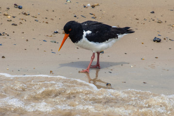 Oyster Catcher