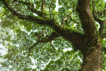 The canopy of tall trees framing a sky with the sun shining. Green leaves shining in the sun on blue sky background.