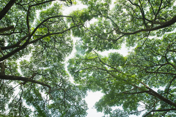 The canopy of tall trees framing a sky with the sun shining. Green leaves shining in the sun on...